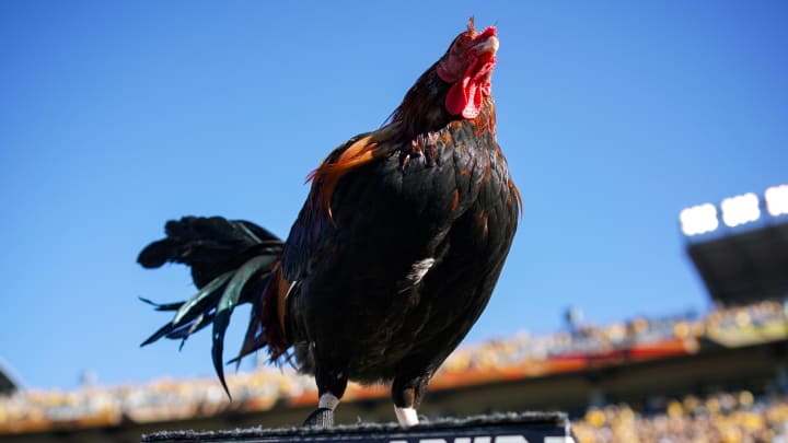 Oct 21, 2023; Columbia, Missouri, USA; South Carolina Gamecocks mascot Sir Big Sir VII prior to a game against the Missouri Tigers at Faurot Field at Memorial Stadium. Mandatory Credit: Jay Biggerstaff-USA TODAY Sports Oct 21, 2023; Columbia, Missouri, USA; South Carolina Gamecocks mascot Sir Big Sir VII prior to a game against the Missouri Tigers at Faurot Field at Memorial Stadium. Mandatory Credit: Jay Biggerstaff-USA TODAY Sports