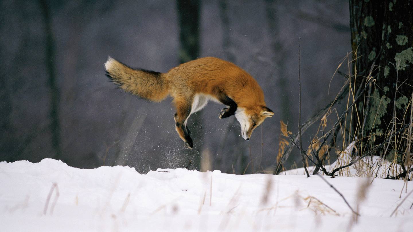 How Foxes Might Use Earth's Magnetic Field to Hunt Prey