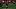 Oklahoma Sooners, Parker Livingstone Oklahoma Sooners, Parker Livingstone