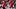 Georgia Bulldogs tight end Lawson Luckie Georgia Bulldogs tight end Lawson Luckie