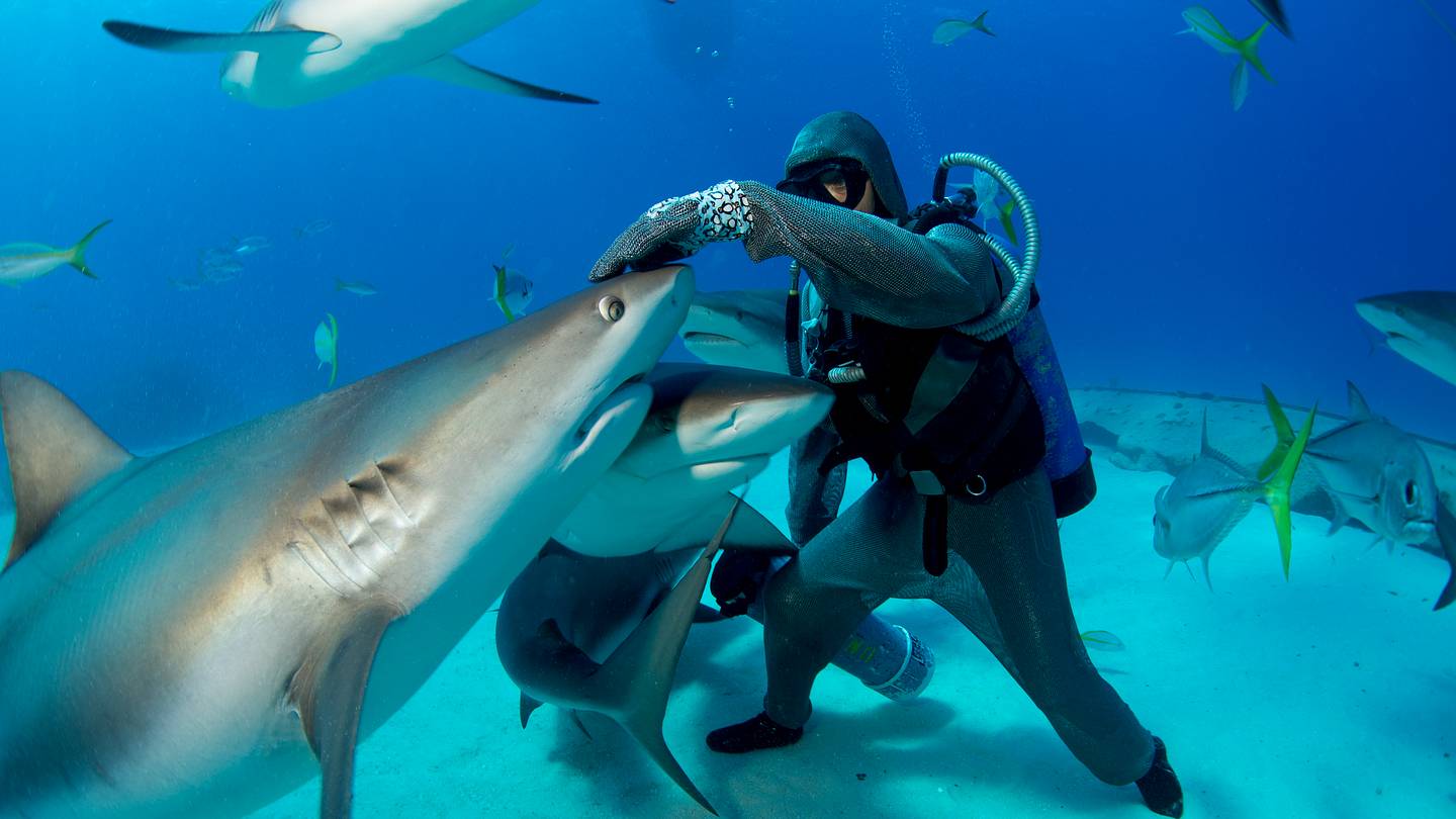 The 12 Best Destinations for Shark Spotting