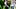 Oregon Ducks Northwestern Wildcats football game preview Halloween matchup kickoff time TV channel Peacock betting odds 