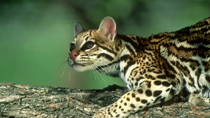 Ocelots and opossums are partnering up.