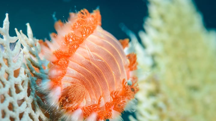 You don't want to come across a bearded fireworm on your beach day.