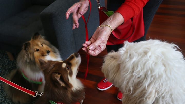 Therapy Dogs Visit St Vincent's Hospital Emergency Department & Junior Doctors