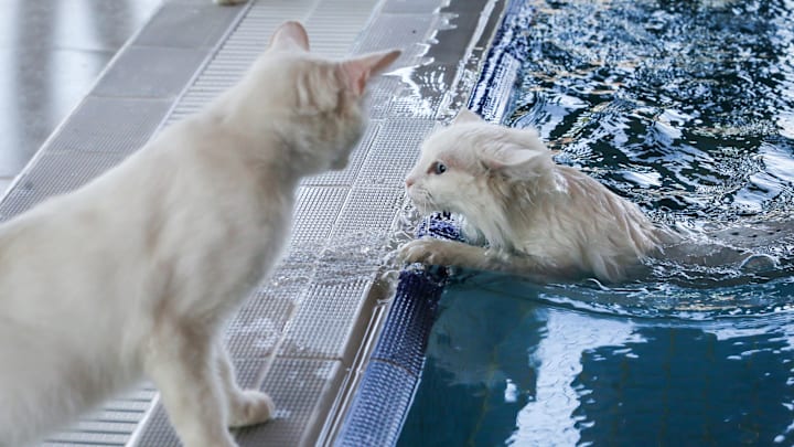 Special swimming pool for 'Van Cats' in Turkey