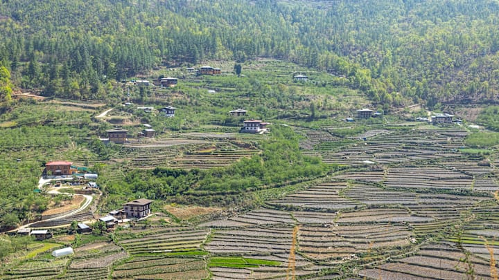Rice terraces, Wangchang Gewog, Paro, Bhutan...