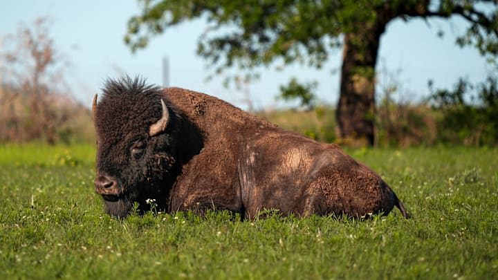 A bison is pictured at the Wichita Mountains Wildlife Refuge in Oklahoma, Saturday, May 3, 2025.