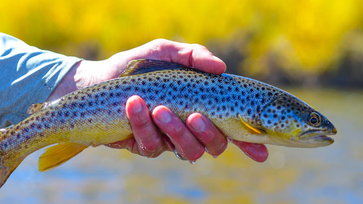 The browns are spawning, and they're fired up. The browns are spawning, and they're fired up.