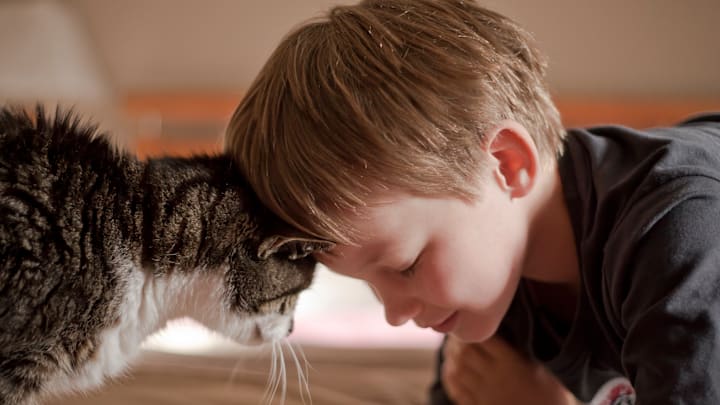A head bonk is one of the biggest signs of affection from cats.