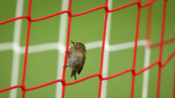 Bayern vs Benfica Bayern vs Benfica