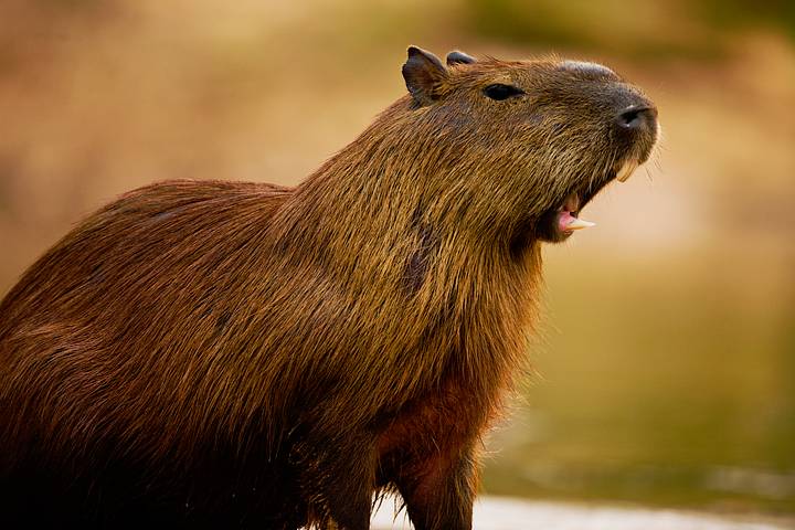 Are Capybara in Florida: Surprising Facts You Need to Know