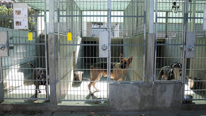 Hundreds of Pets Sheltered at Pasadena Humane Society Amid Los Angeles County Fire