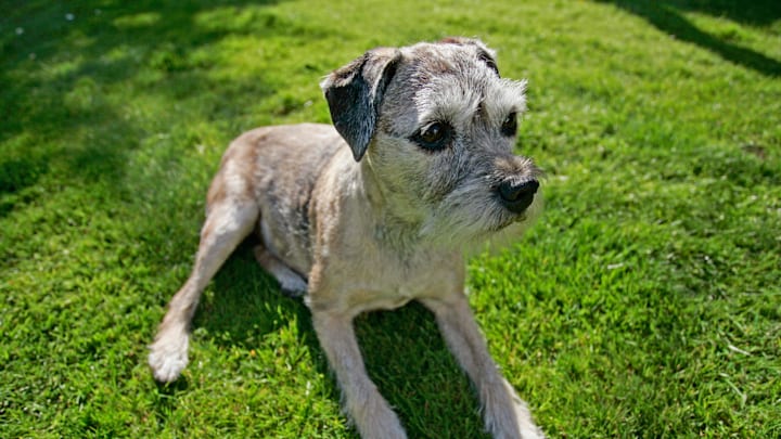 Border Terrier Bitch, England