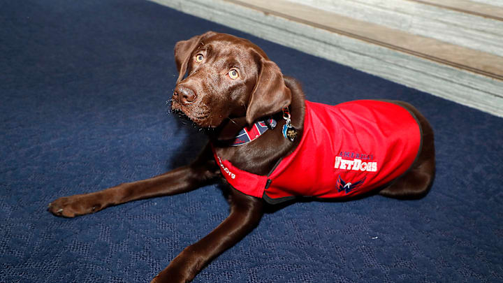 Washington capitals dog on sale