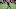 Jul 27, 2023; Santa Clara, CA, USA; San Francisco 49ers quarterback Brock Purdy (13) throws a pass Jul 27, 2023; Santa Clara, CA, USA; San Francisco 49ers quarterback Brock Purdy (13) throws a pass