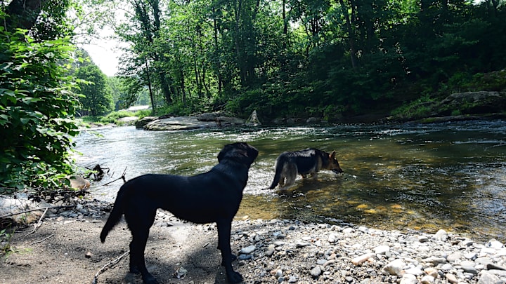 Furry fishing companions.
