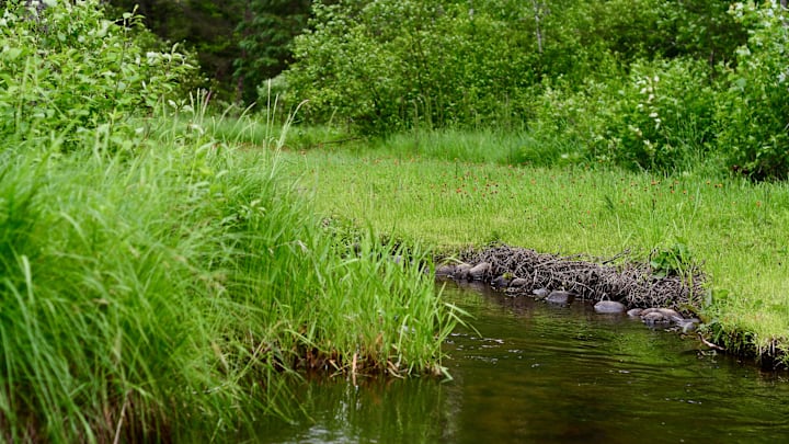 A lovely Wisconsin trout stream.