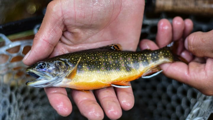 A colored-up brook trout caught north of Steamboat Springs A colored-up brook trout caught north of Steamboat Springs
