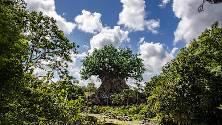 Animal Kingdom Park at Walt Disney World