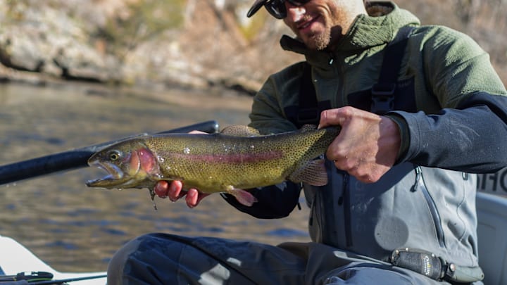 Big 'bows still eat in the cold. 