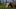 Cattle on pasture