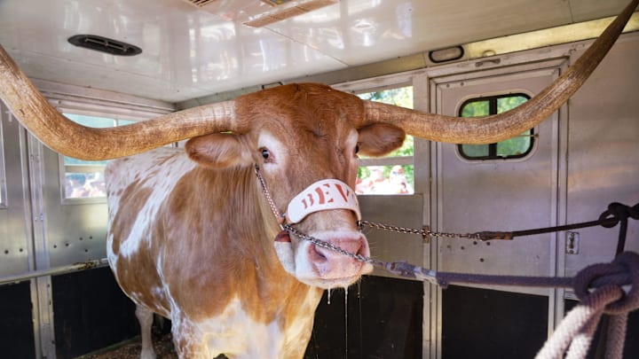 Bevo XV before No. 3 Texas's 31–14 win over Kentucky on Nov. 23, 2024.