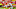 Patrick Mahomes Dax Hil Patrick Mahomes Dax Hil