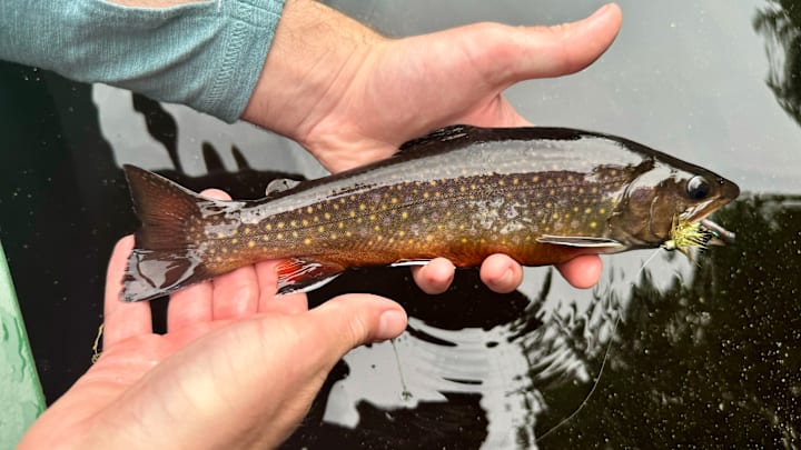 A beautiful streamer-caught brook trout. A beautiful streamer-caught brook trout.