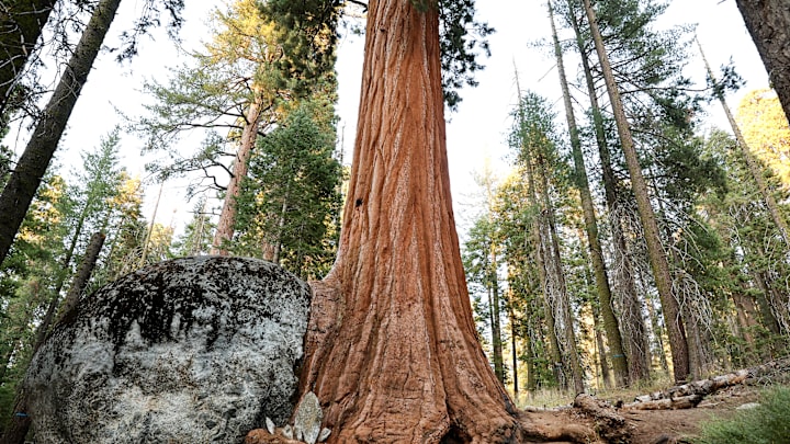 See trees like this for free.