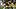 Iowa Hawkeyes linebacker Jayden Montgomery (36), linebacker Kelby Telander (25) and defensive lineman Luke Gaffney (51) tackl Iowa Hawkeyes linebacker Jayden Montgomery (36), linebacker Kelby Telander (25) and defensive lineman Luke Gaffney (51) tackl