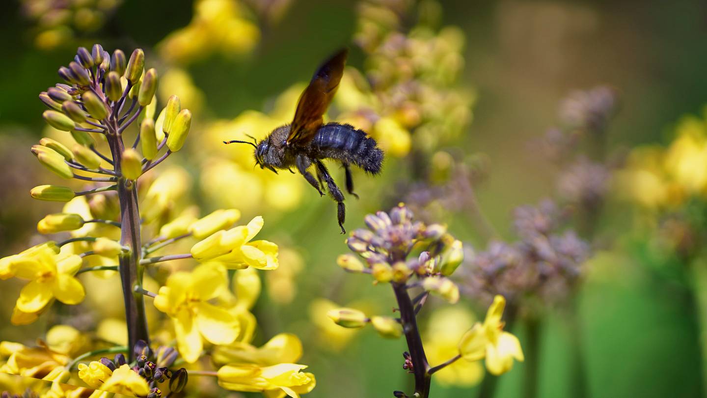 How to Make a Bee Hotel in Your Yard