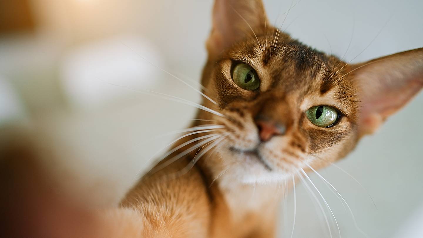 7 Facts About Abyssinian Cats