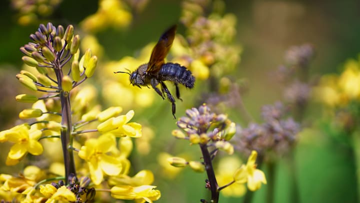 Make a pollinator’s life easier by providing it a place to stay.