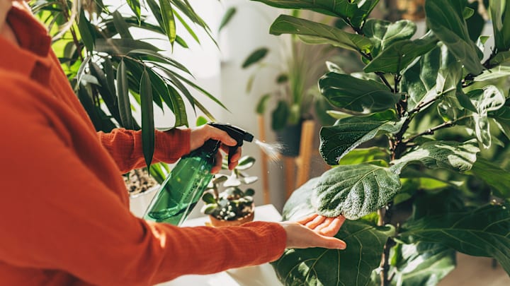 Which shrubs are plant parents most interested in?