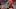 Deshaun Watson - Cleveland Browns Deshaun Watson - Cleveland Browns