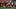 Wisconsin CB Cai Bates lines up against wideout Malachi Coleman. Wisconsin CB Cai Bates lines up against wideout Malachi Coleman.