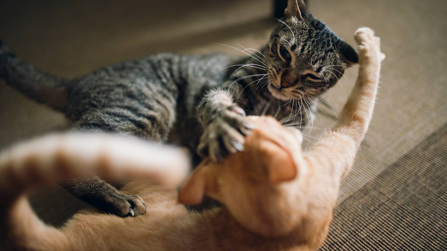 How to Help Your Cats Get Along, According to an Expert
