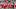 The Arizona Wildcats offensive line The Arizona Wildcats offensive line