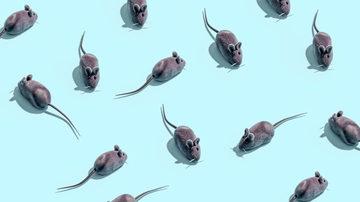 You‘ll likely be seeing more of these little guys if you live in a crowded urban area.