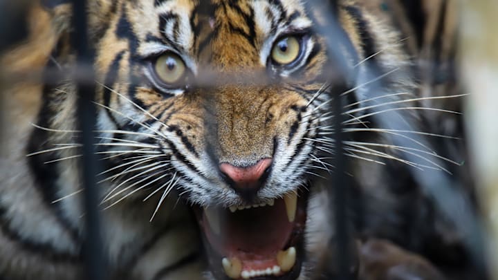 Sumatran tigers evacuate to avoid conflict with humans in West Sumatra