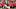 Indianapolis Colts wide receiver Josh Downs fantasy footbal Indianapolis Colts wide receiver Josh Downs fantasy footbal