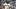 Randy Arozarena - Seattle Mariners Randy Arozarena - Seattle Mariners
