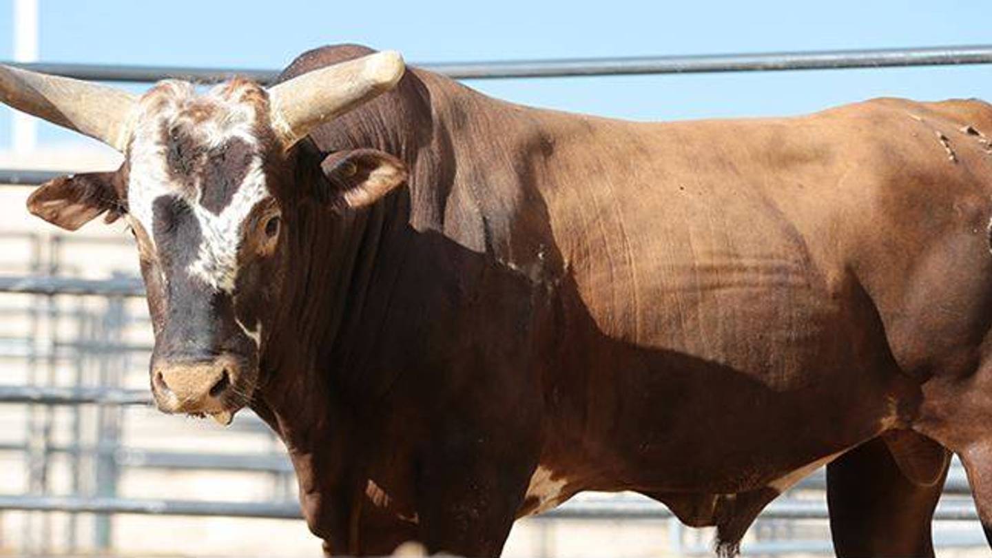 Bull Riding Legend Passes Away but His Legacy Lives On Forever