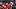 Houston Astros left fielder Taylor Trammell Houston Astros left fielder Taylor Trammell