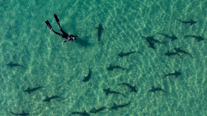 Leopard Sharks At La Jolla Shores In San Diego