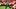 Seattle Seahawks wide receiver Emmanuel Henderson Jr runs with the ball during the second half against the Kansas City Chief Seattle Seahawks wide receiver Emmanuel Henderson Jr runs with the ball during the second half against the Kansas City Chief