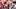 Nebraska running back Mekhi Nelson runs past Ohio defenders Nebraska running back Mekhi Nelson runs past Ohio defenders