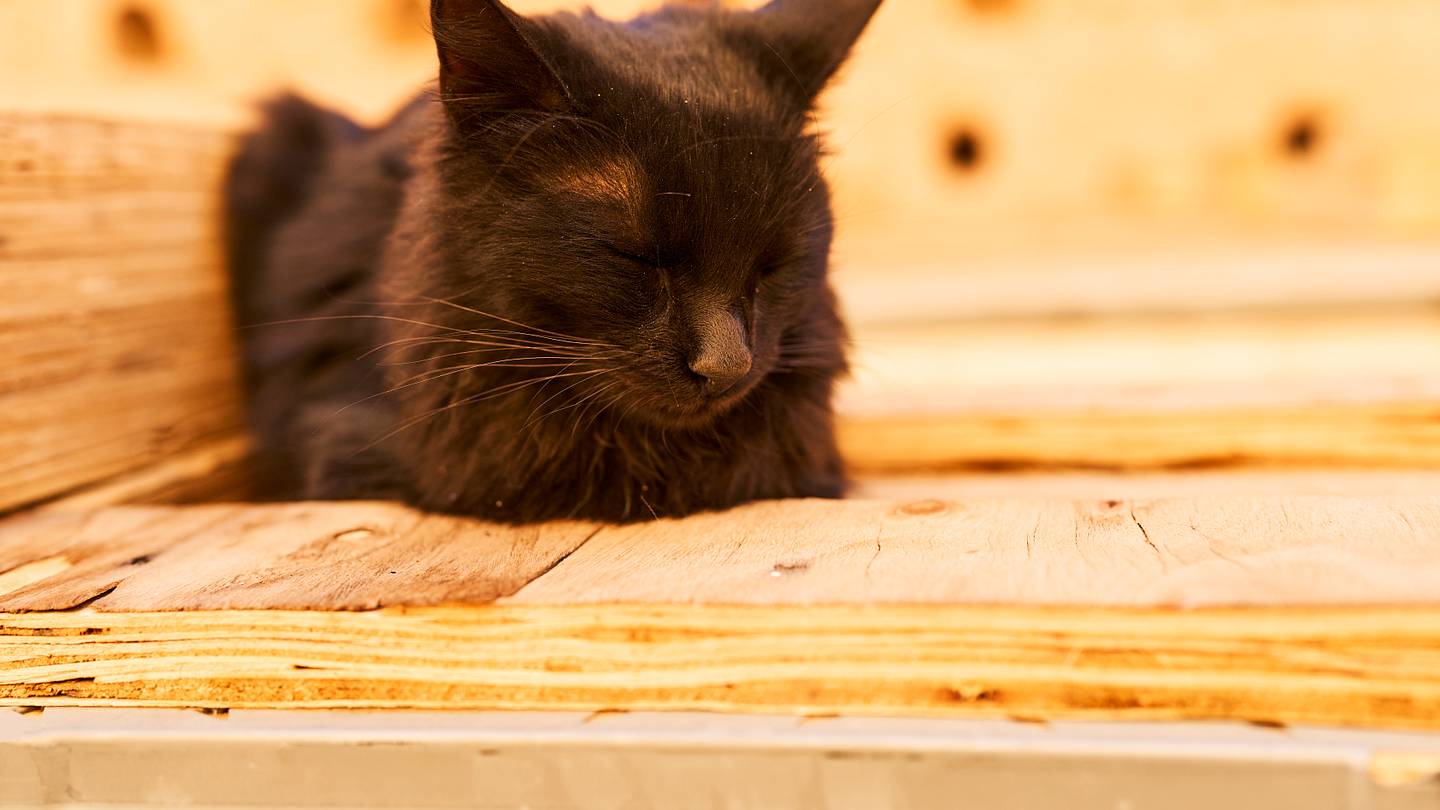 Cats Invited to Egyptian Exhibit for âMeowseum Nightsâ in Shanghai