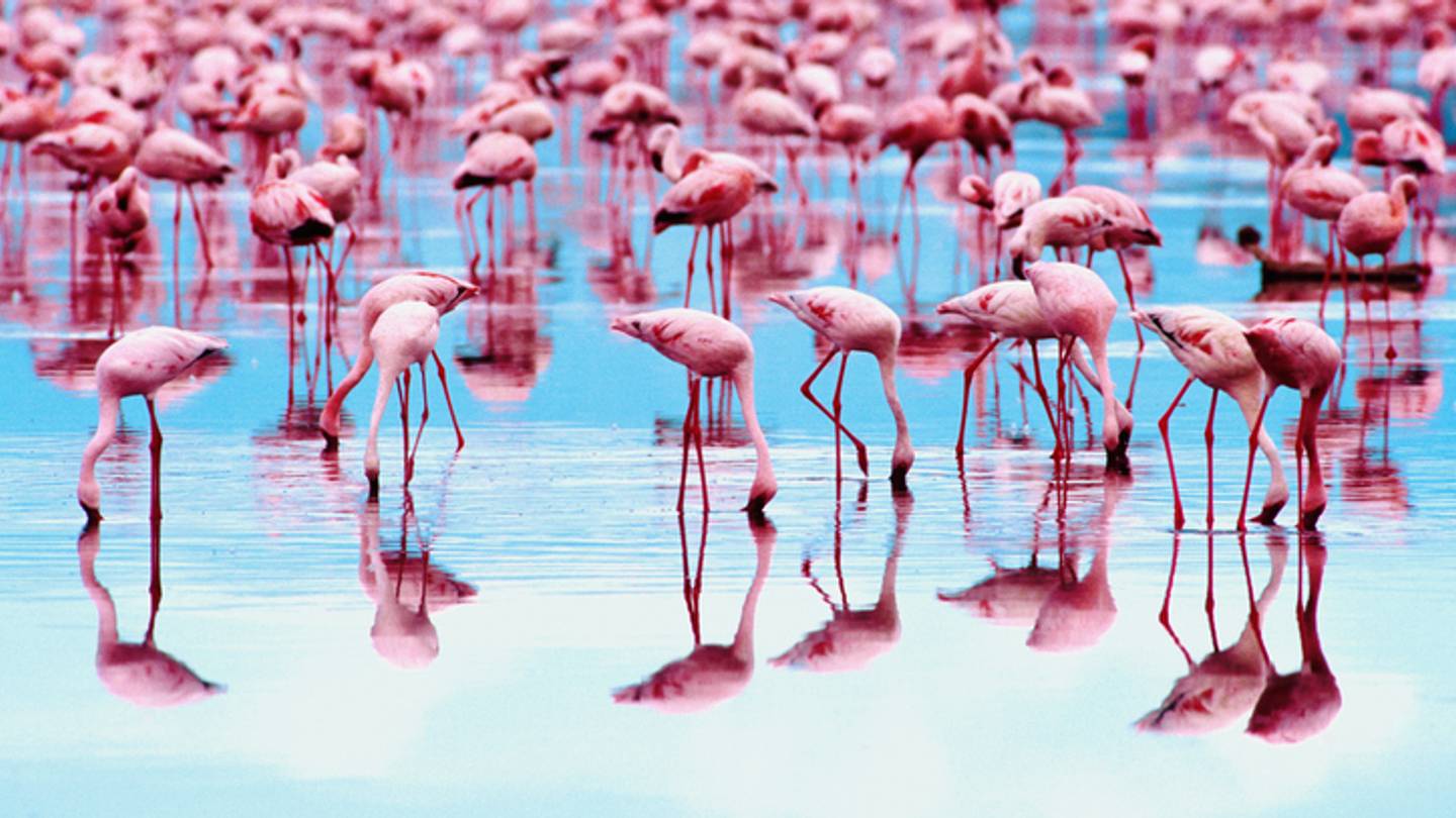 50 Collective Nouns for Groups of Animals
